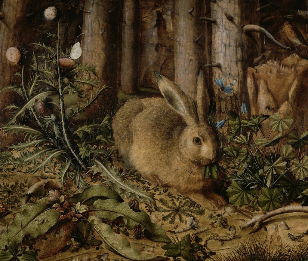Rabbit in woodland setting
