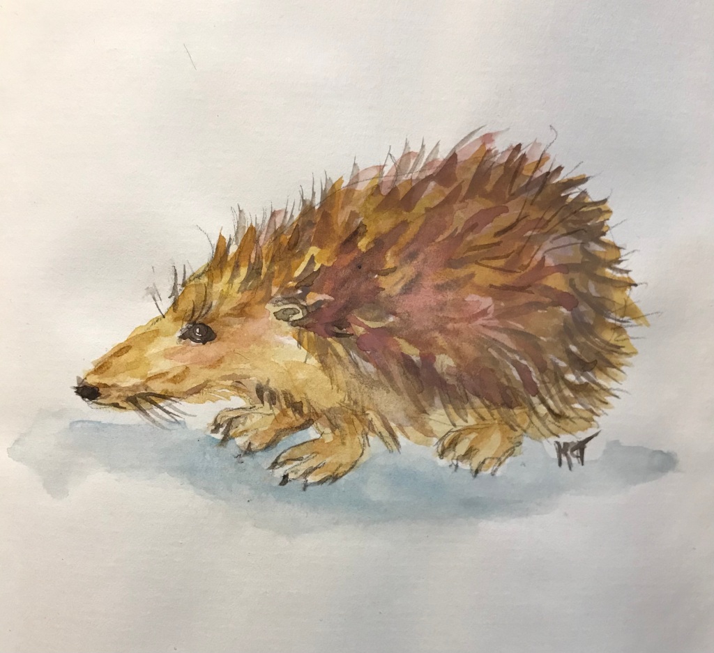 watercolor of hedgehog
